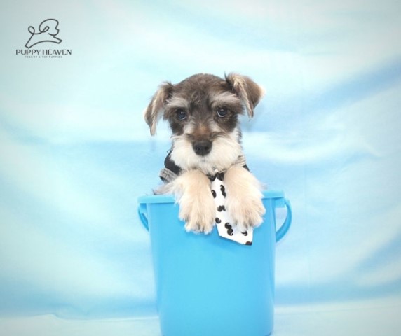 Miniature Schnauzer puppy for sale + 61139