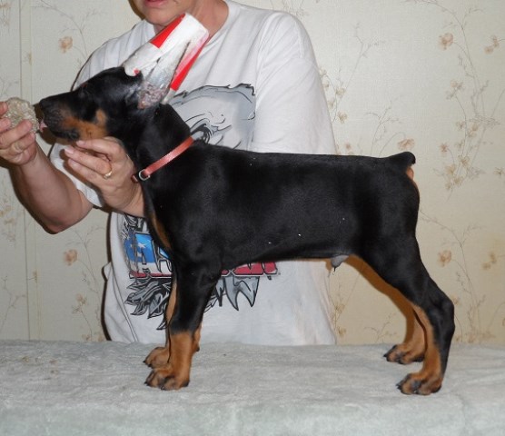 Doberman Pinscher puppy for sale + 49403