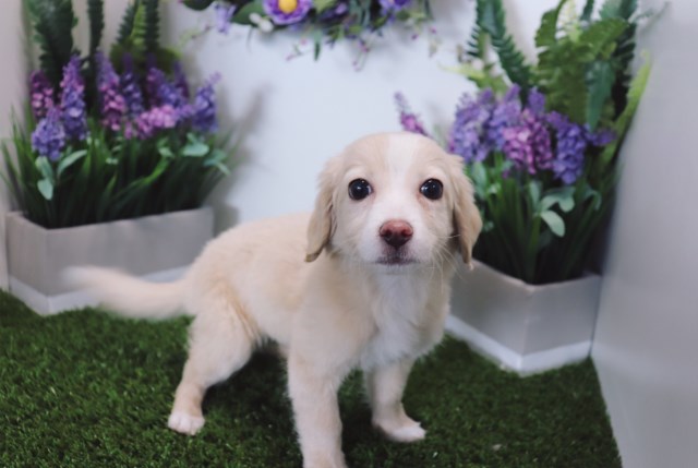 Pomeranian puppy for sale + 52955