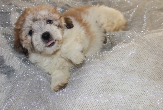 Havanese puppy for sale + 64932