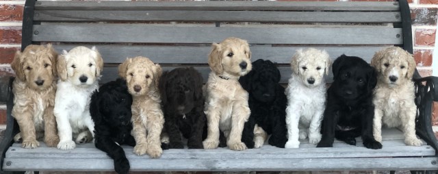 F1bb Goldendoodle puppies