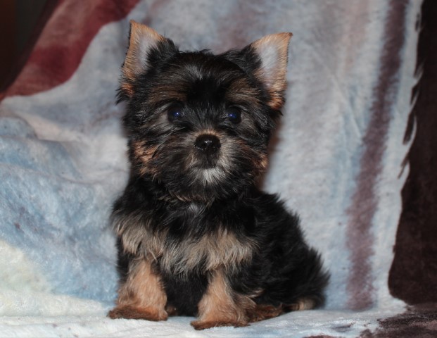 Adorable Yorkshire Terrier Female Puppy