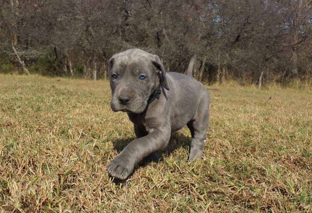 AKC Blue Euro Dane Puppies, ready 11-27-16