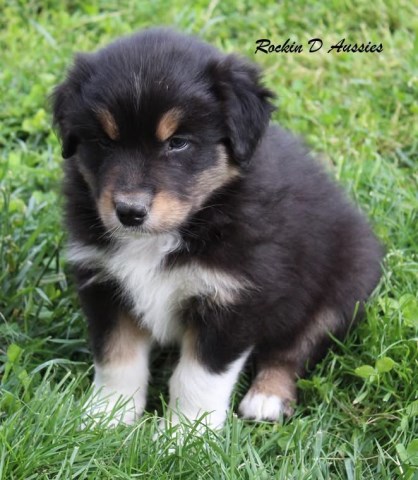 Australian Shepherd Dog puppy for sale + 64789