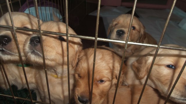 Golden Retriever Puppies for Sale