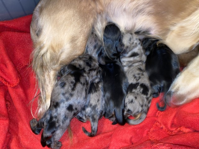 Akc dachshund puppies