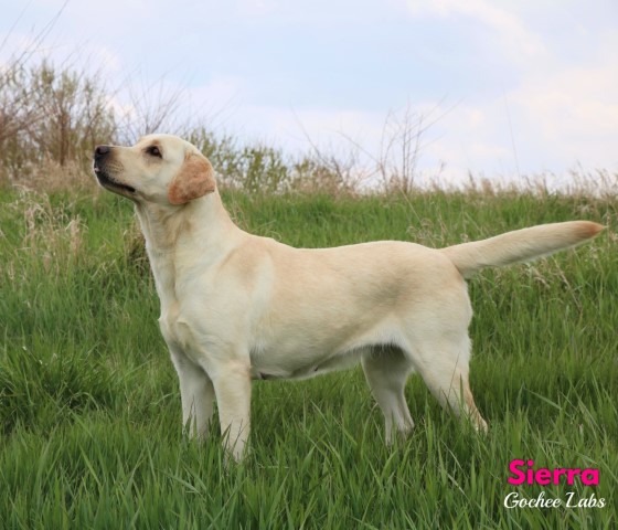 AKC LABRADORS RAISED WITH PUPPY CULTURE