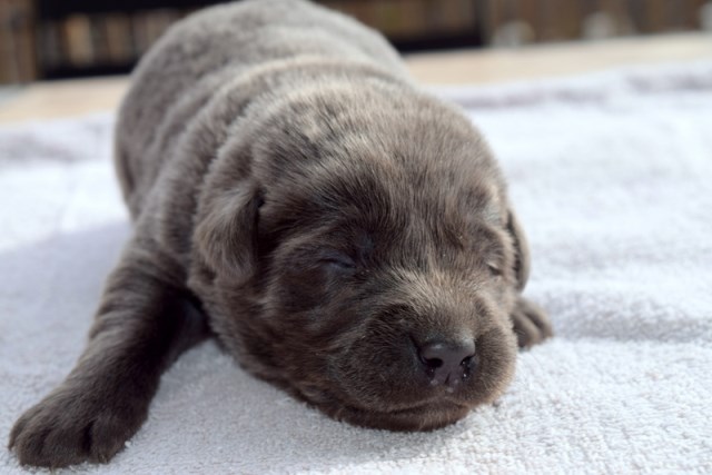 Labrador Retriever puppy for sale + 59802