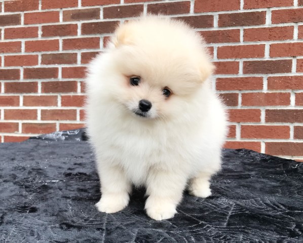 CKC Pomeranian: WAFFLES