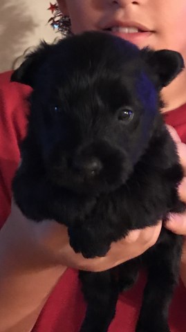 Registered Scottish Terrier pups