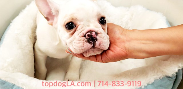 French Bulldog Puppy - Male - Frenchee ($2000)