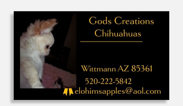 Chihuahua puppy for sale + 66920