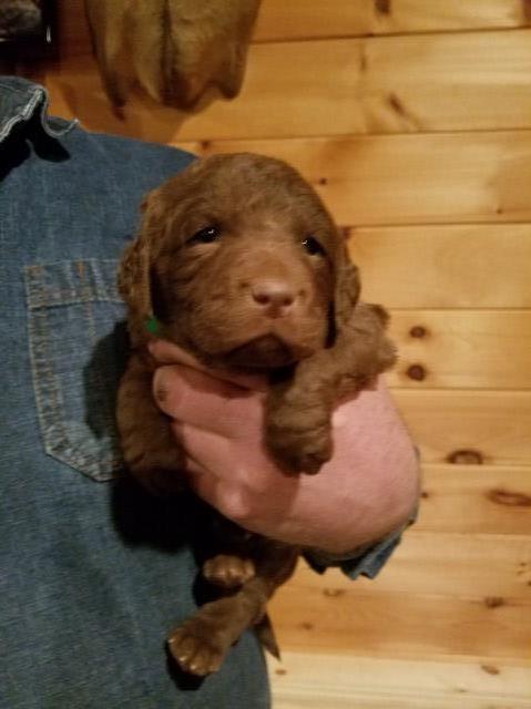 Chesapeake Bay Retriever puppy for sale + 54749