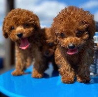 Toy poodle puppies for sale Poodle Toy for sale/adoption