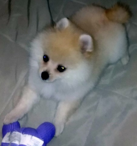 Pomeranian puppy for sale + 53839