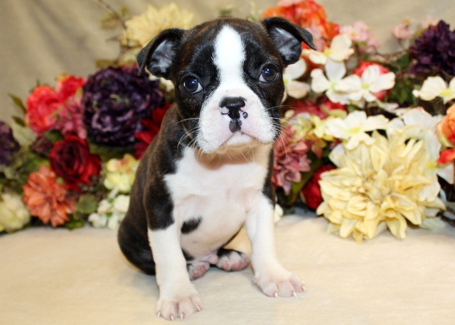 Boston Terrier Puppy, AKC Registered