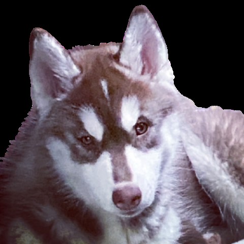 Siberian Husky puppy for sale + 61369