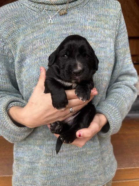 Saint Bernard puppy for sale + 66834