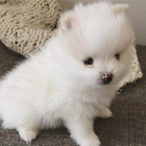 Pomeranian puppy for sale + 54409