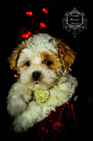 Goldendoodle puppy dog for sale in Oakdale, California