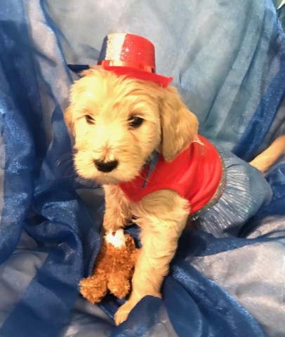 Goldendoodle puppy for sale + 54568