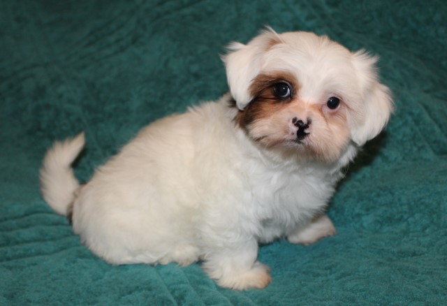 Shih Tzu puppy for sale + 64406