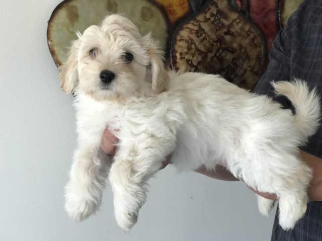 Havanese puppy for sale + 54963