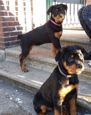 Rottweiler puppy for sale + 47641