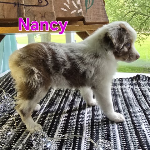 Australian Shepherds born April 7. Parents are ASDR