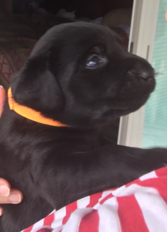 One Black Male Lab (Pick of the litter!) with Health Guarantee and on a 24/7 Puppycam!