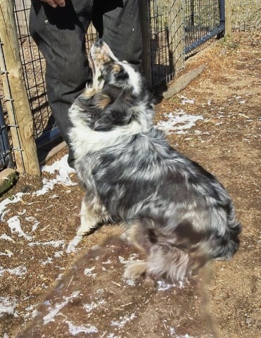 Australian Shepherd Dog puppy for sale + 65767