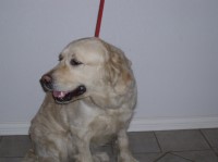 Skye - english cream golden retriever Golden Retriever for sale/adoption