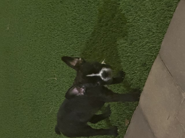 French Bulldog puppy for sale + 65150