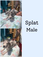 Great dane puppies for good family’s Great Dane for sale/adoption