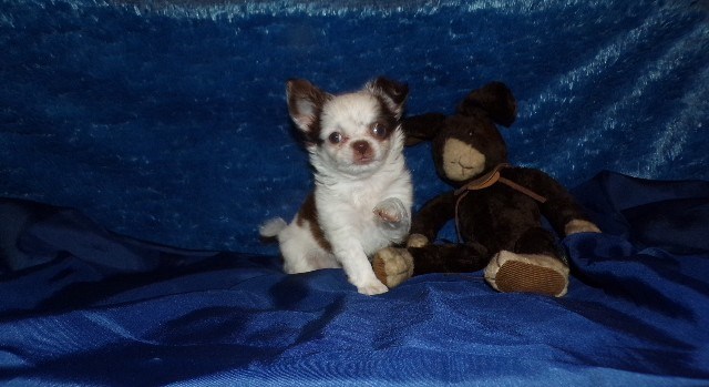 Shih Tzu puppy for sale + 66463