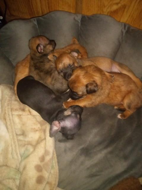 tea cup chihuahua puppies