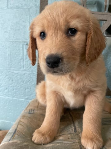 full blooded beautiful Golden Retriever ready for new home