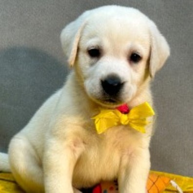 Male and female Labrador puppies for sale