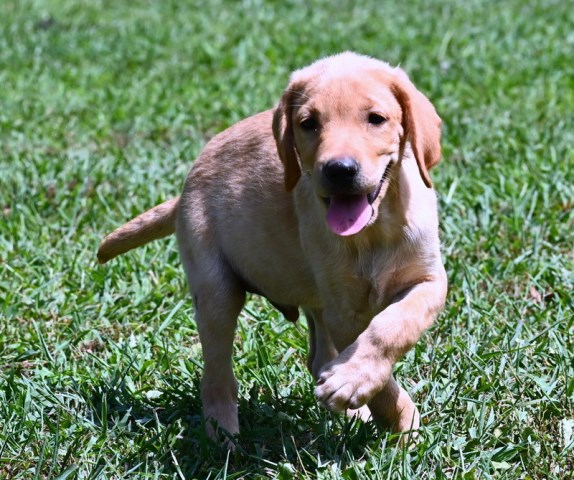 AKC Fox Red Labrador Retriever Puppies for Sale!