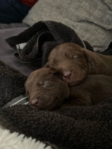 Labrador Retriever puppy for sale + 62902