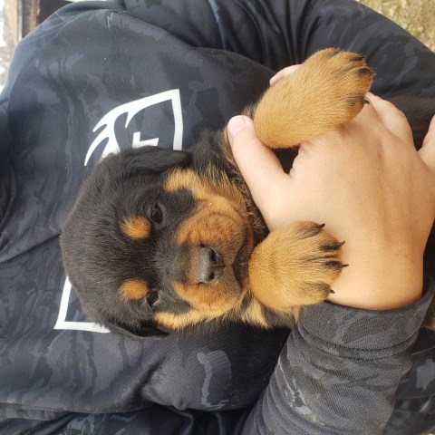 Rottweiler puppy for sale + 59295