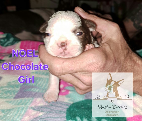 AKC health tested Boston terrier puppies