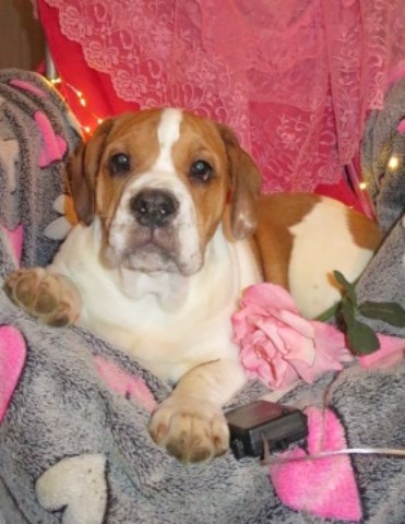 Beabull.. A three fourth English Bulldog and one fourth Beagle mix male..