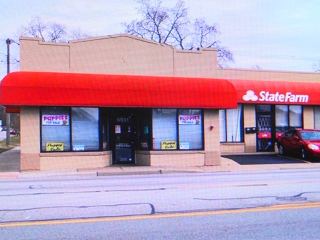 Chicago Rat Terrier Type Baby BOYS. Super Cute!!!