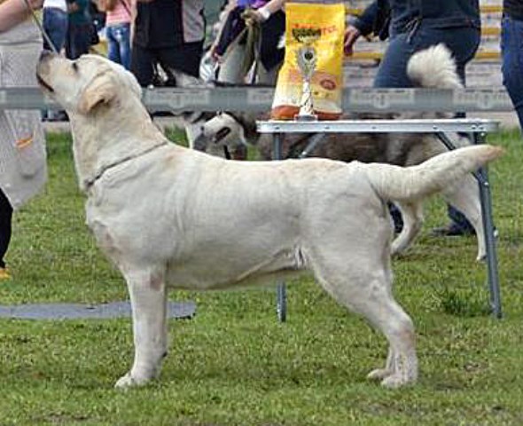 Labrador Retriever puppy for sale + 45117