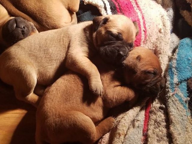 BULLMASTIFF PUPPIES   ... Now ACCEPTING EARLY DEPOSITS for  ( breeding next Jan/2018 )