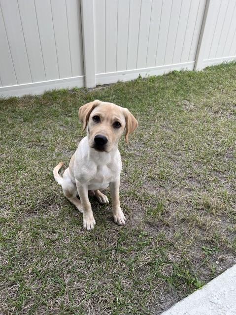 Purebred Yellow Labrador Retriever Puppy – Simba