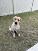 Purebred Yellow Labrador Retriever Puppy – Simba Labrador Retriever for sale/adoption