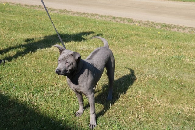 Beautiful Thai Ridgeback puppies