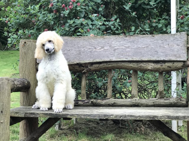 Poodle Standard puppy for sale + 53217